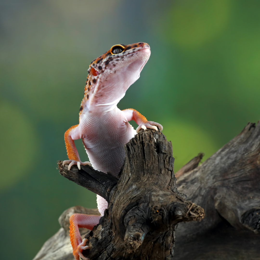 comportement du gecko léopard
