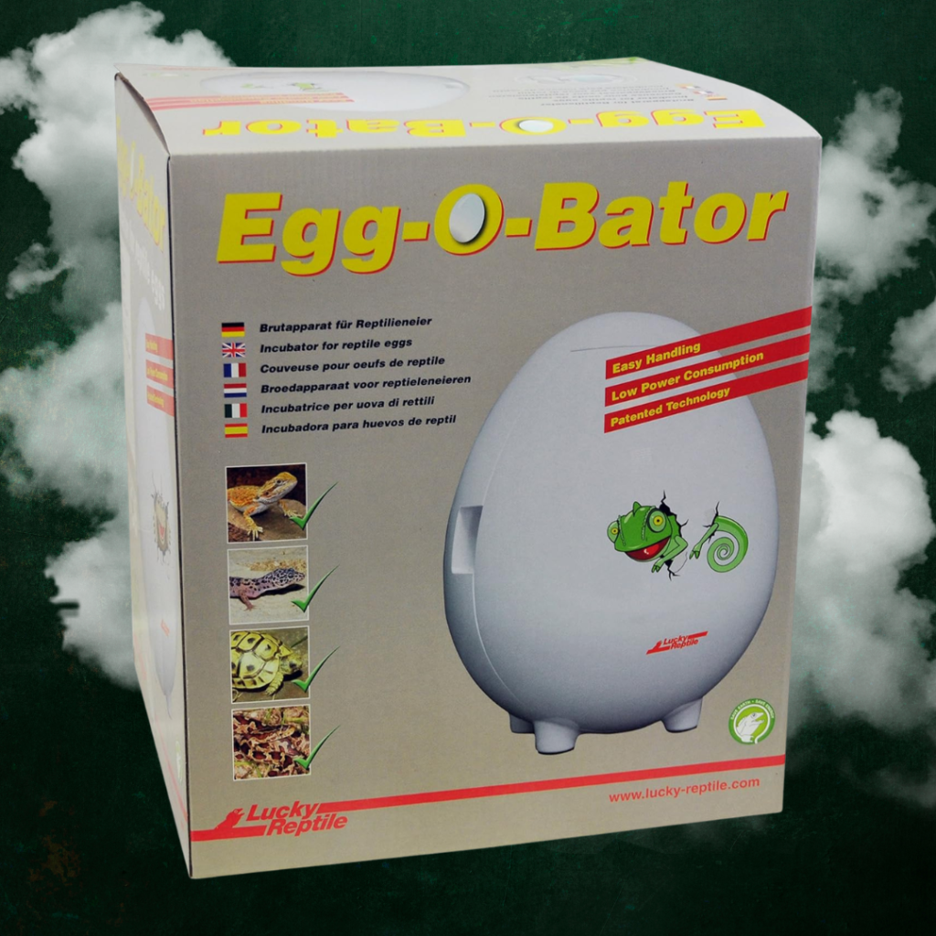Incubation d'oeufs de reptiles