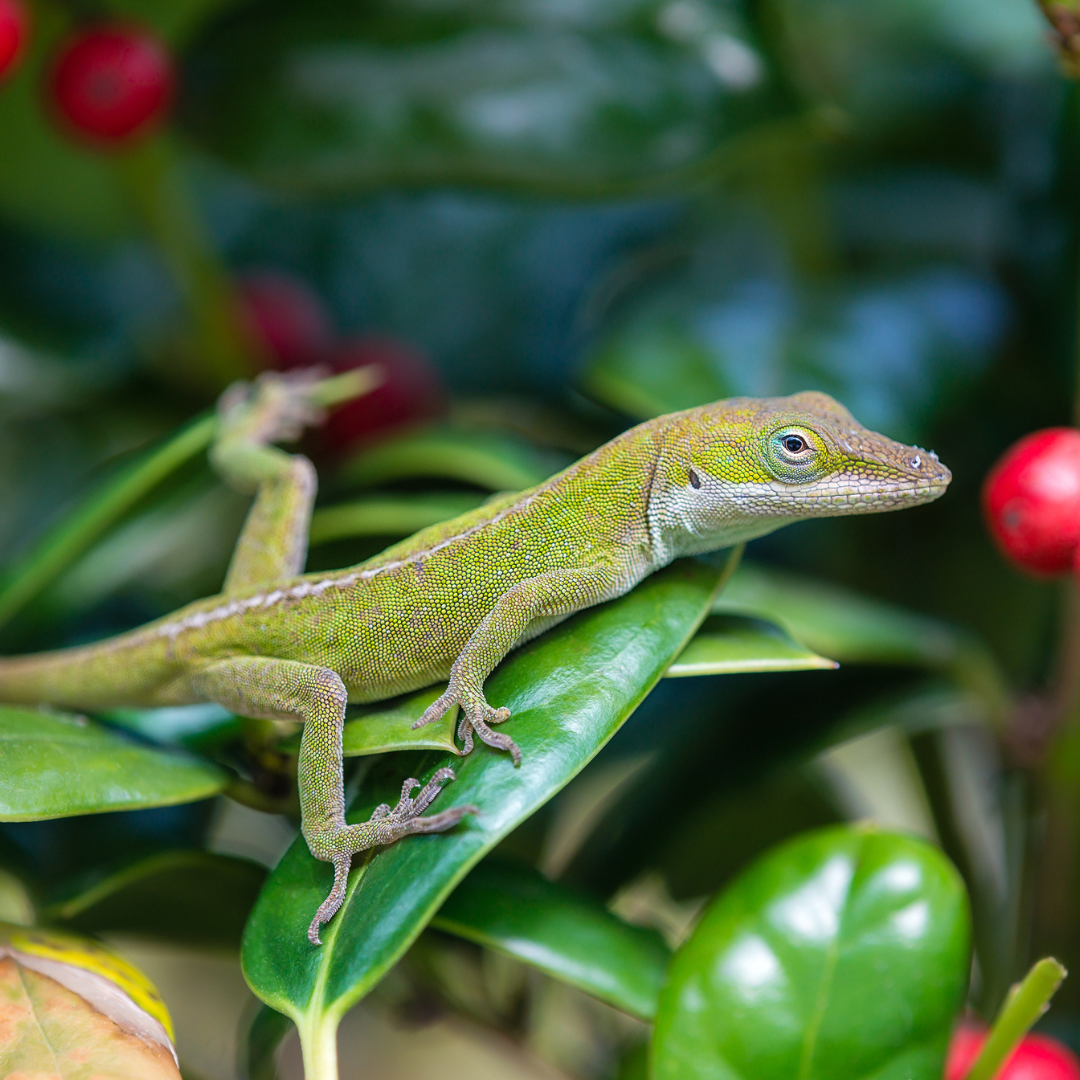 Anolis vert Anolis carolinensis