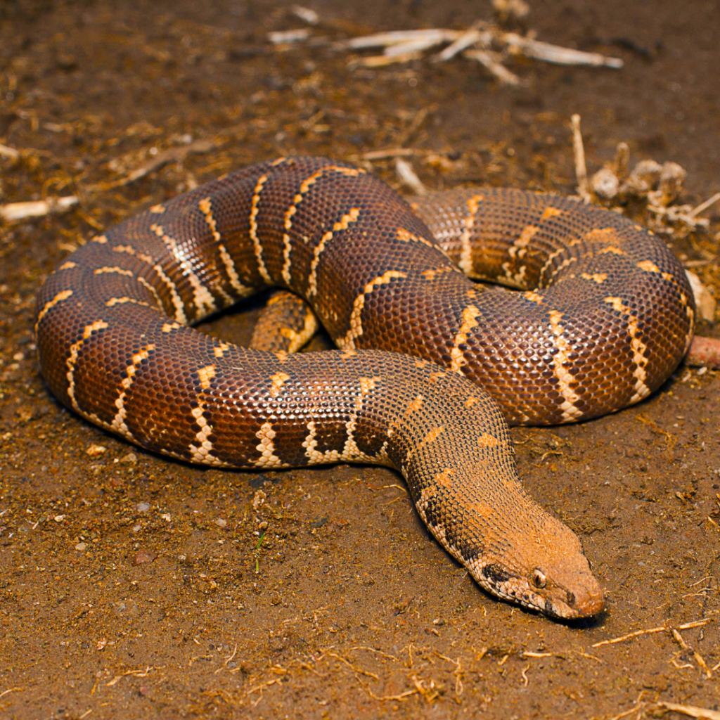 Serpent du désert