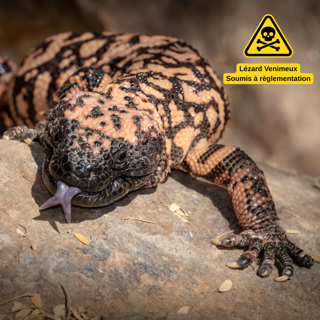 Monstre de Gila | Heloderma suspectum lézard venimeux