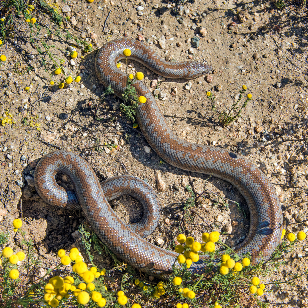 boa rosé reptile désertique