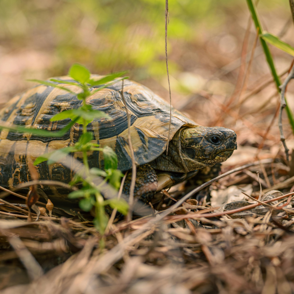 Tortue Grecque | Testudo graeca