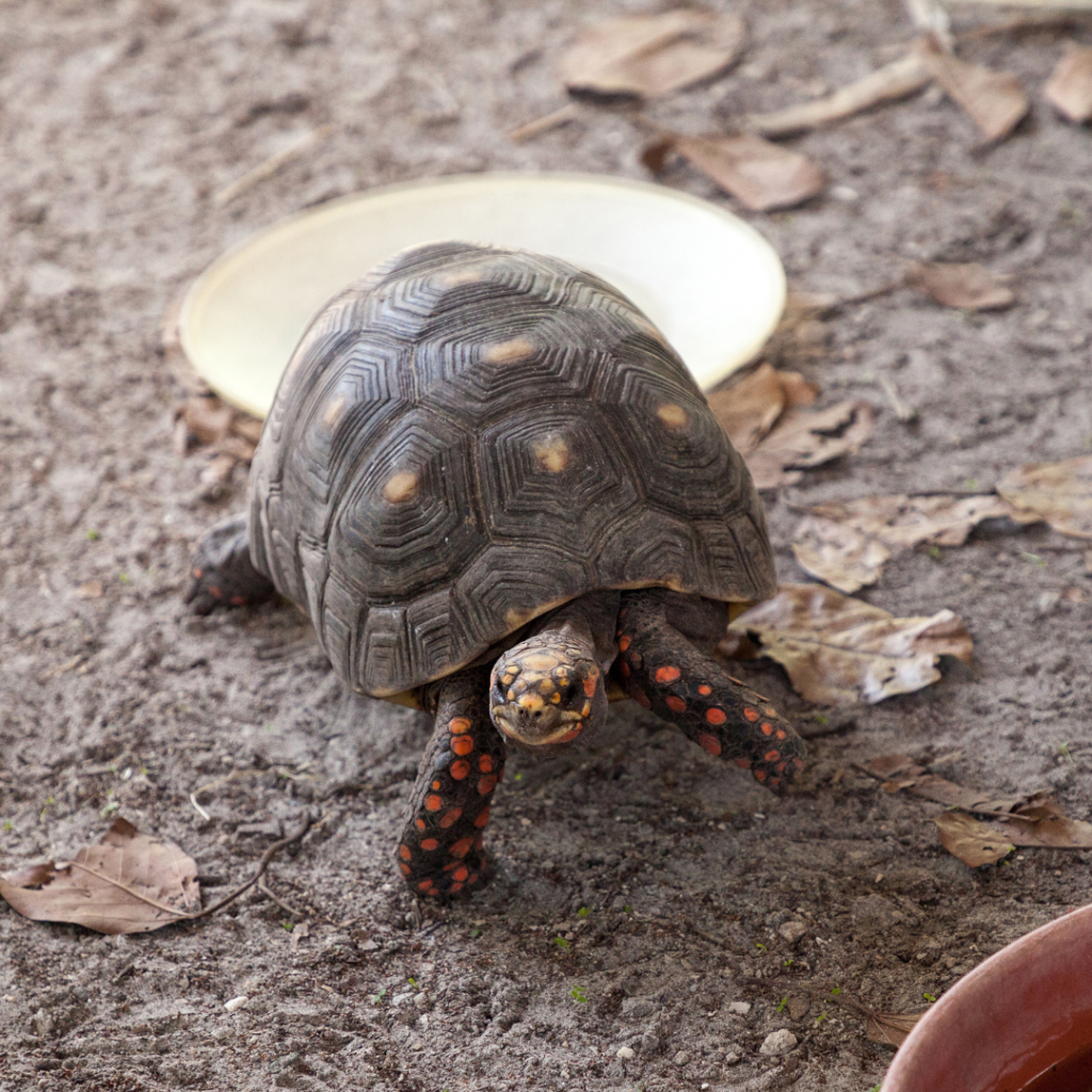 Tortue charbonnière |Chelonoidis carbonaria