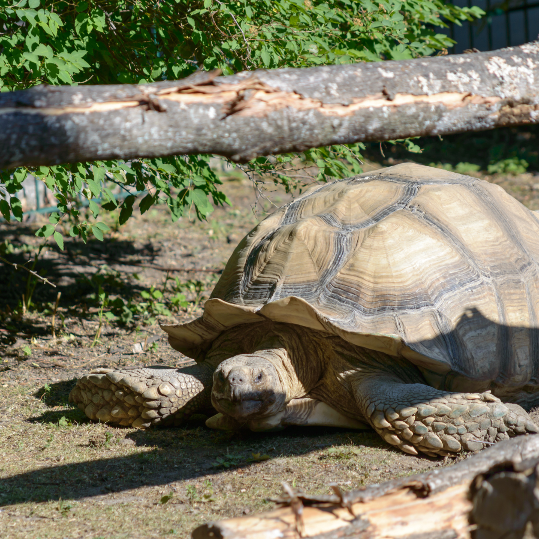 Tortue sillonnée | Centrochelys sulcata