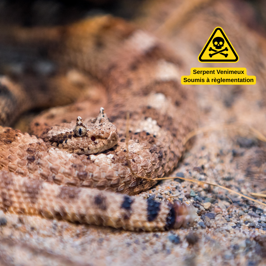 Vipère à cornes du désert Cerastes cerastes serpent venimeux