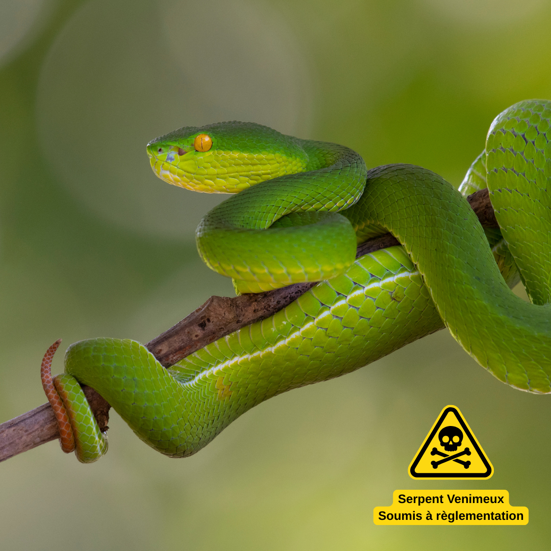 Vipère arboricole asiatique Trimeresurus albolabris