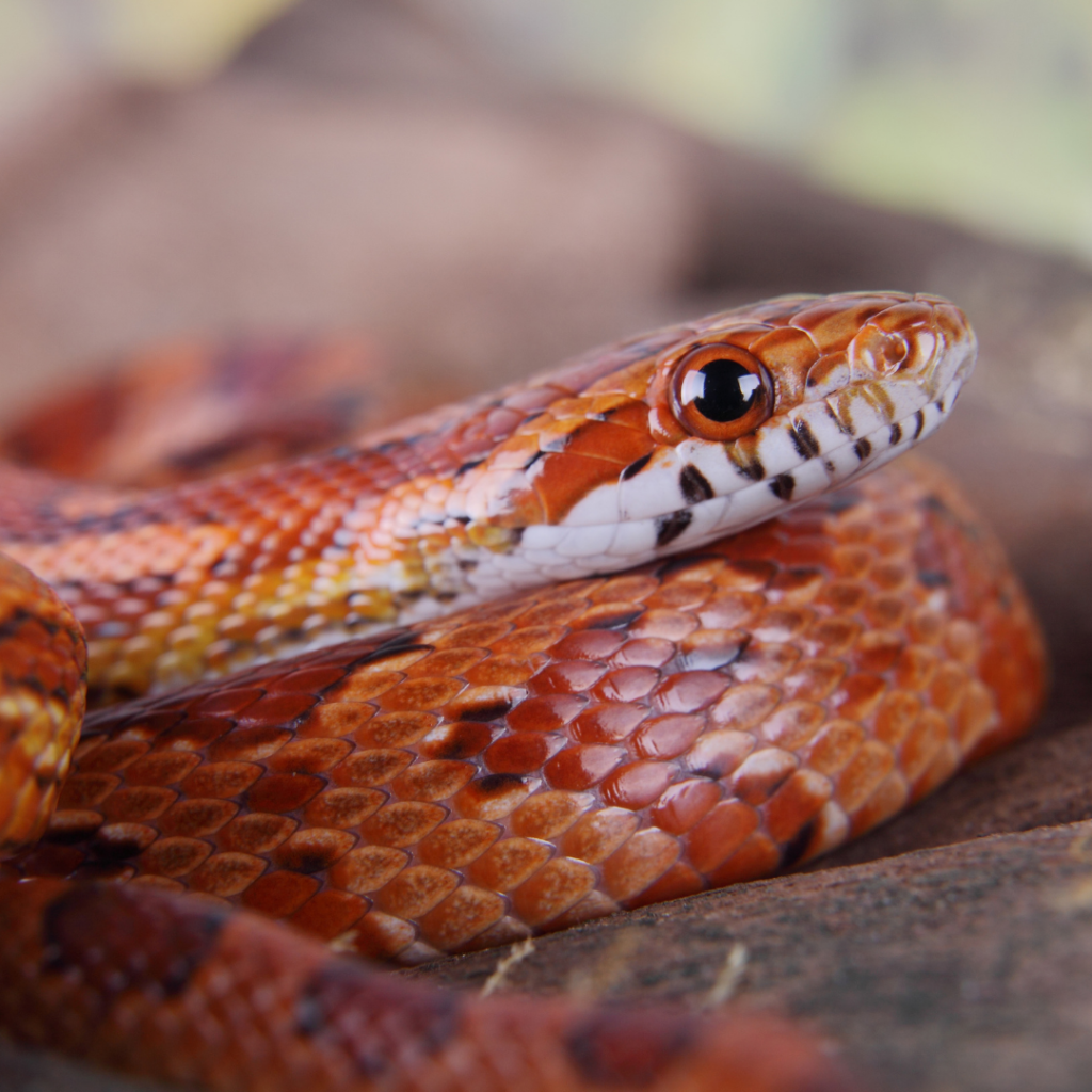 Maladies du serpent des blés